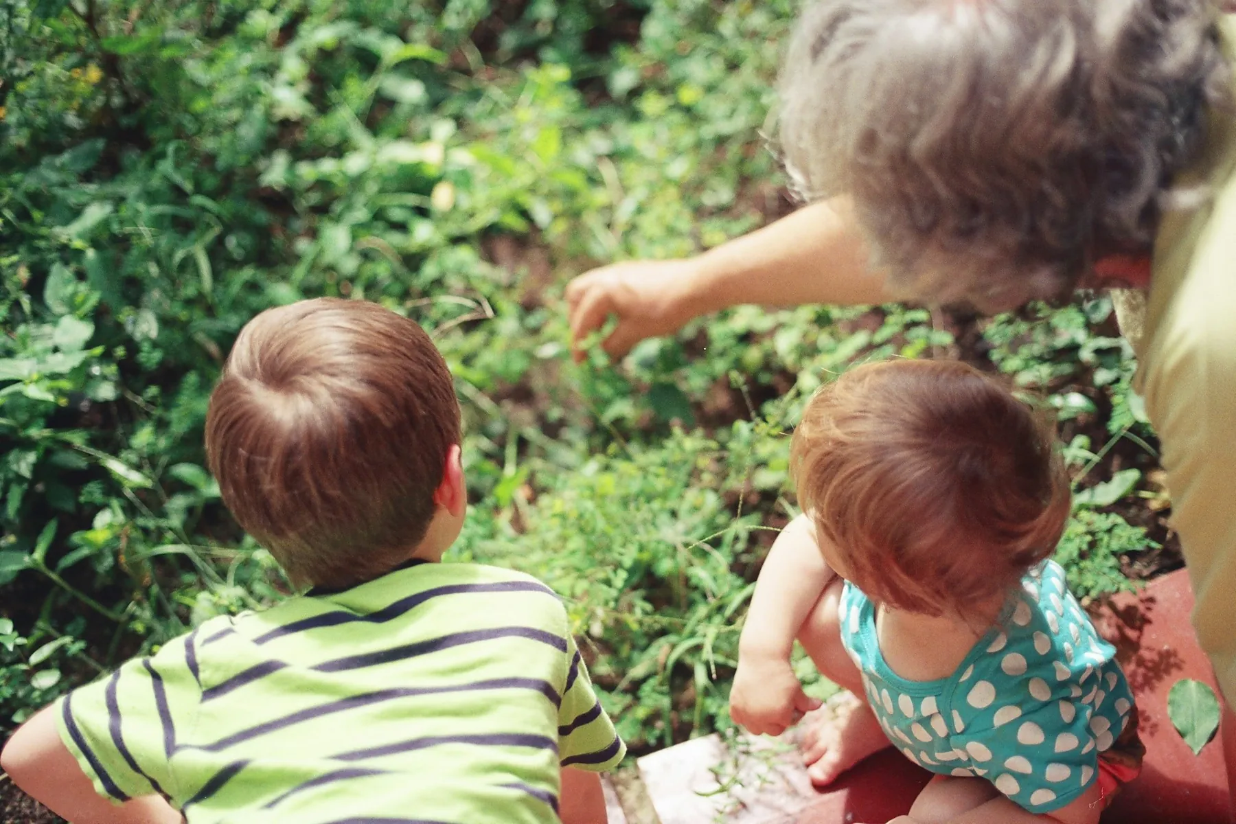 A grandmother reaching into a green garden bed while two small children crouch beside her, seen from above and behind.