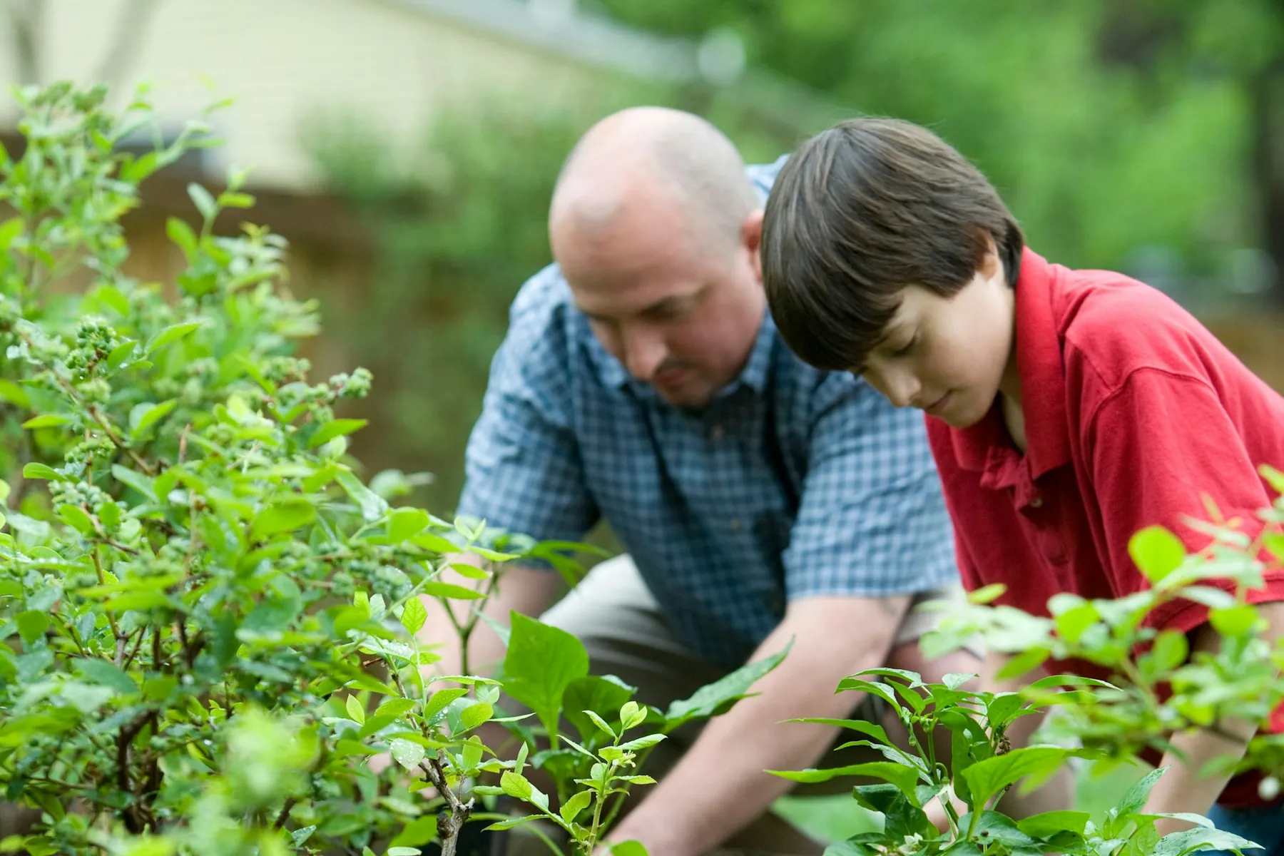 A father and his son kneeling side by side at a raised garden bed, setting young plants into the soil.